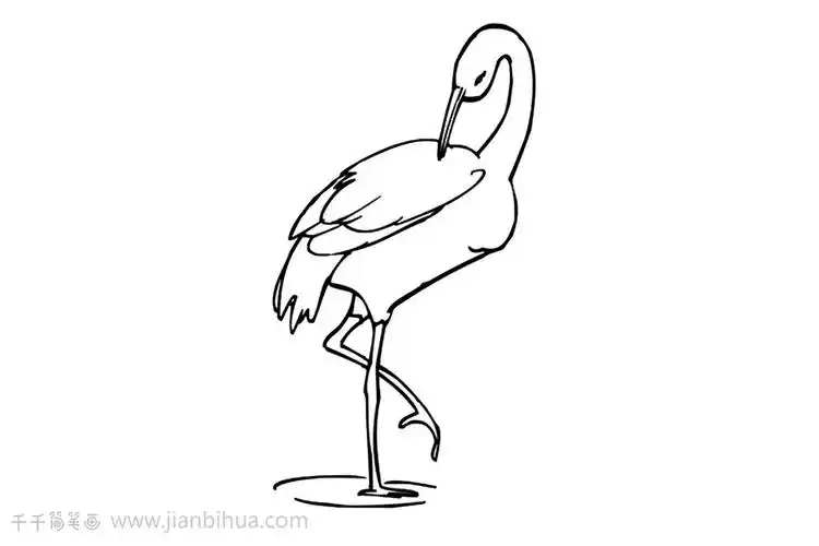 丹顶鹤简笔画画法