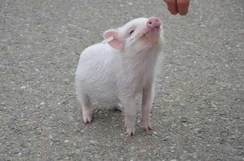 才不是小猪佩奇火了呢