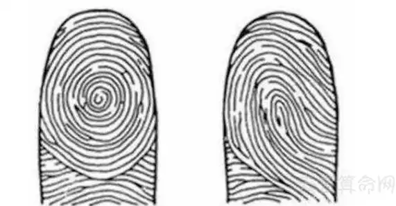手指螺纹有几种图手指螺纹运势解析