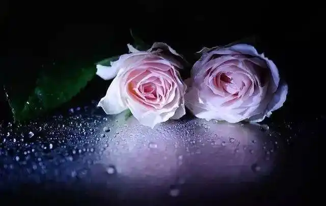 灵魂深处的伴侣