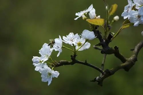 梨花又开放