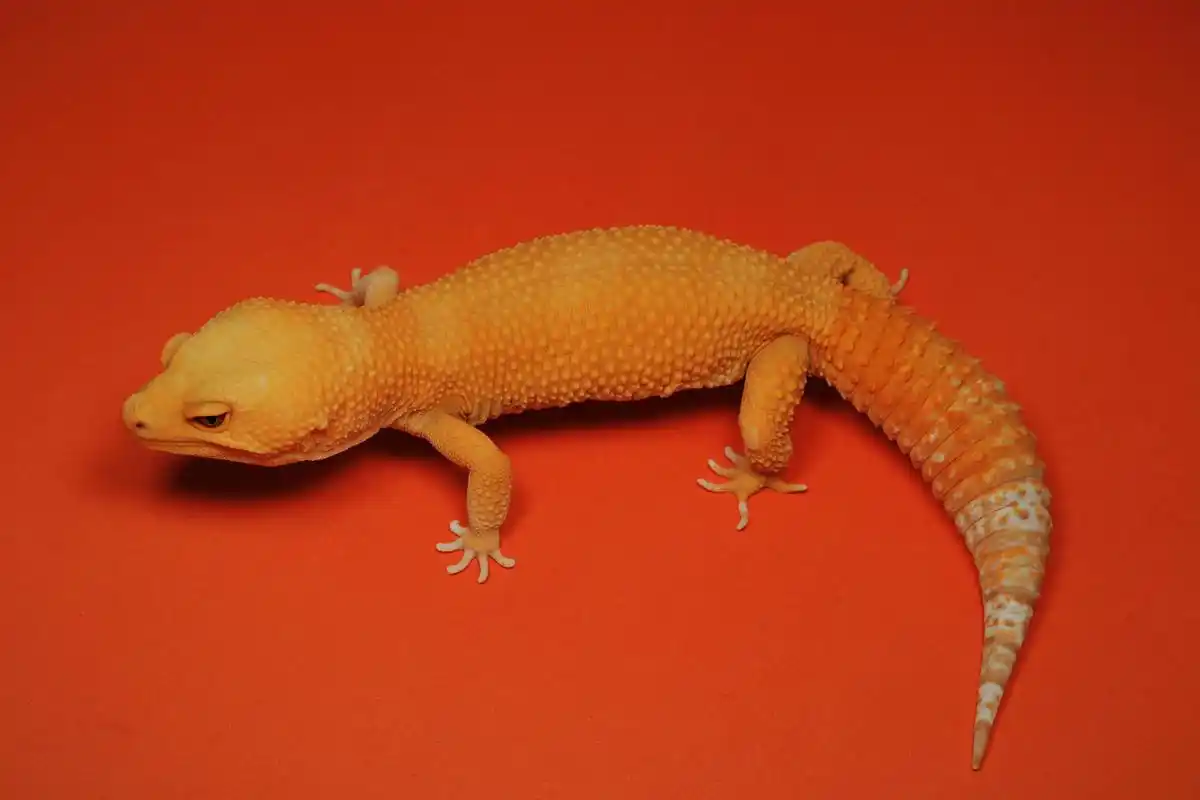 一般来说,小型守宫的寿命在2到5年之间,而大型守宫的寿命可以达到10年