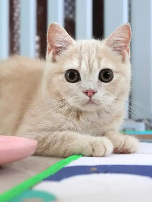 纯乳色英国短毛猫尊的好温柔～奶油色暖暖的 性格是糯糯的小男孩96