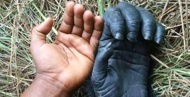 我们的拇指为什么说是人类进化的关键是人类征服自然的利器