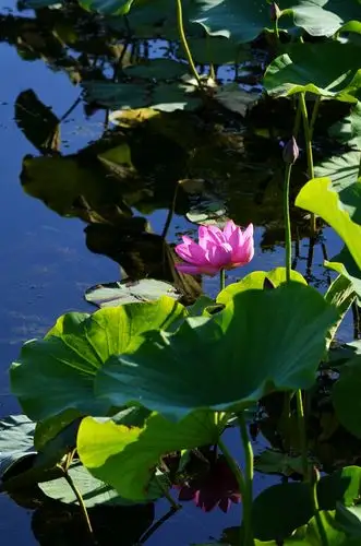 荷开夏日来-初游圆明园 (共22p)