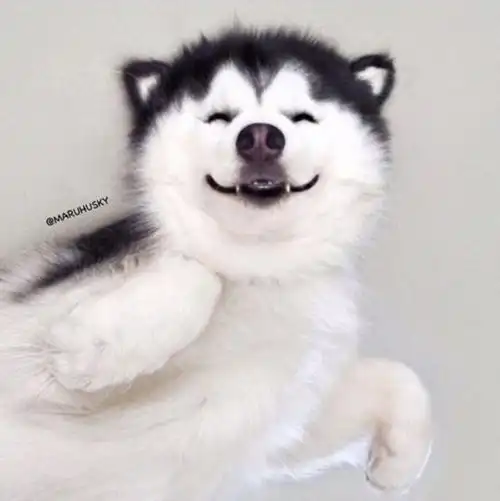 用笑容感染全世界的狗狗总眯着眼微笑的哈士奇