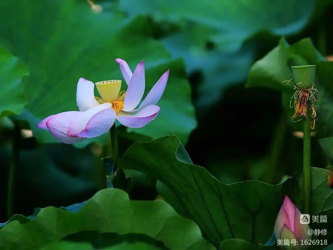 莲花清雅伴禅意.莲花清雅伴禅意,佛即是莲,莲即是佛,禅心如莲 - 抖音