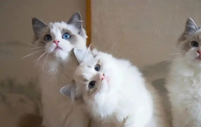 一些可可爱爱的歪头杀