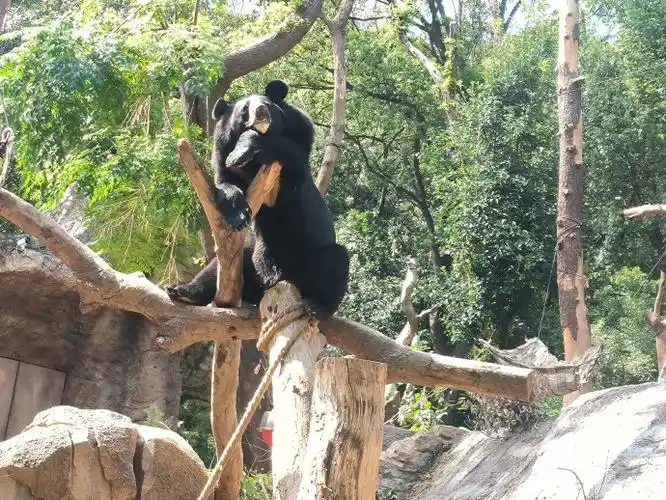 南京红山动物园开放动物认养