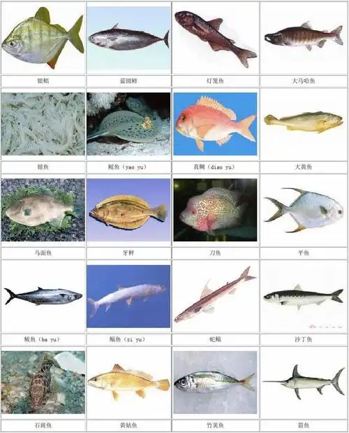 文档下载 所有分类 自然科学 生物学 > 常见海鱼识图第1页 下一页
