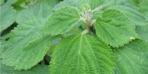 中国农科院专家为大竹苎麻产业问诊