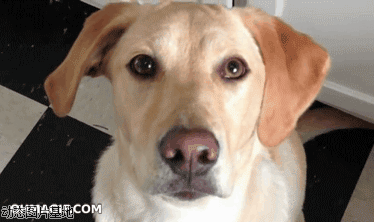 狗狗gif动物gif对眼gif卖萌gif斗鸡眼gif野表情gif哈哈gif