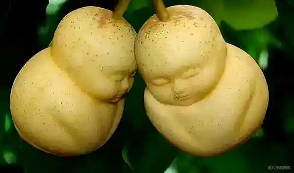 十大稀奇水果你都吃过哪些盘点全国顶尖的稀有水果