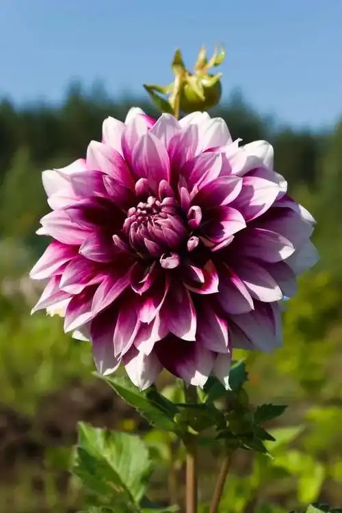 大丽花换盆后的养殖方法(凭本事养最美的大丽花)