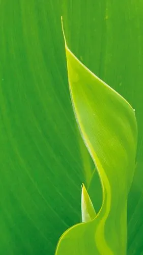 雨后2021年6月用三星s21ultra手机摄于江西省新余市北湖公园