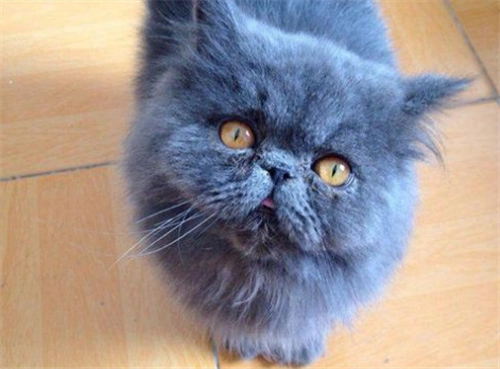 纯蓝色加菲猫低价转让