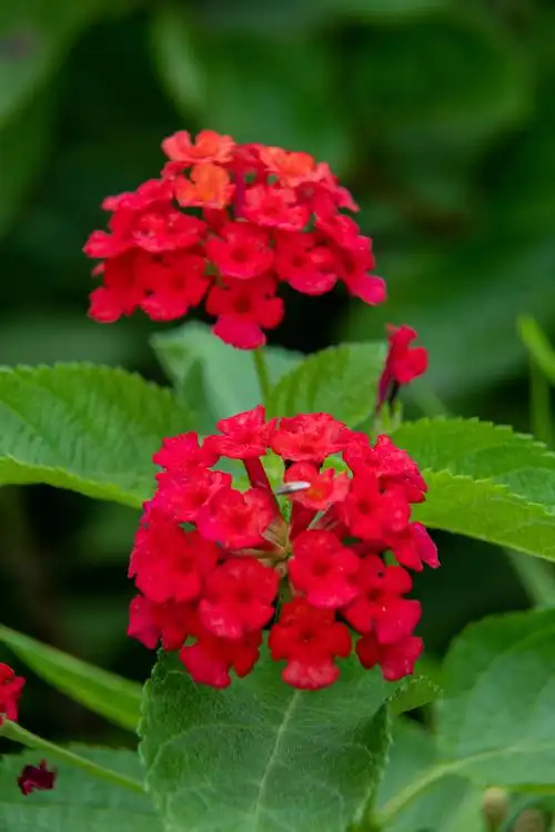 马缨丹(五彩花 )