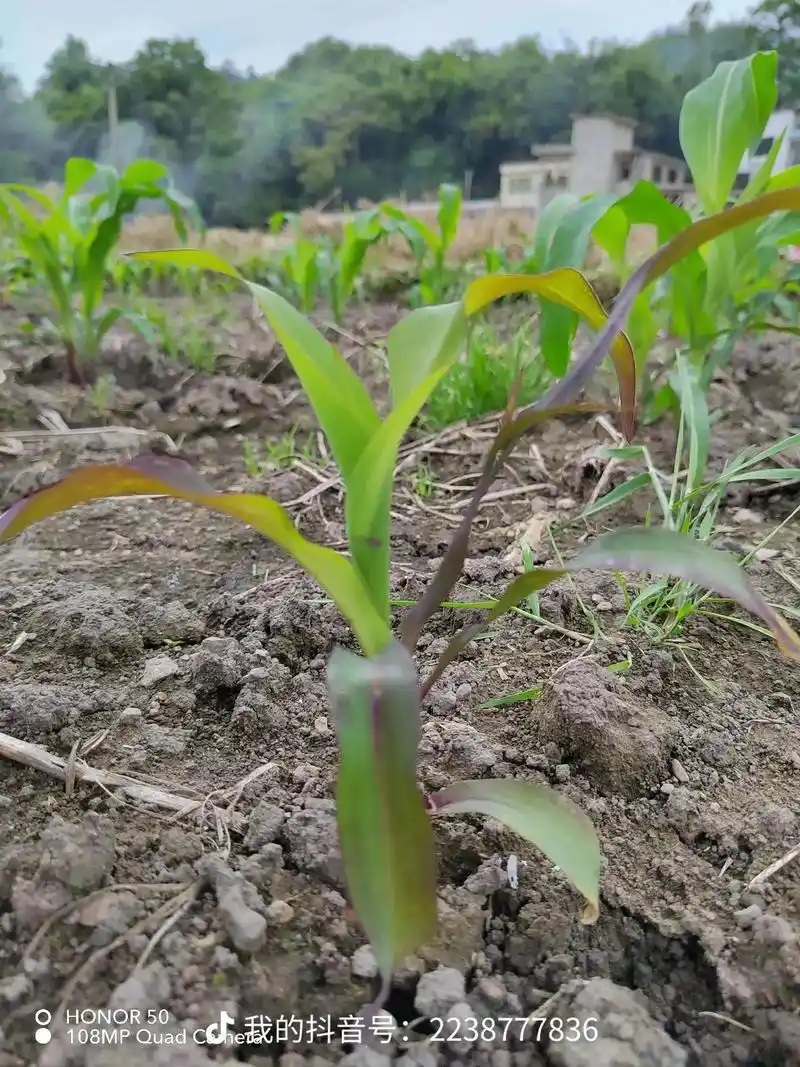 玉米弱苗僵苗紫苗,叶片发白发黄,用玉大棒.#上热门 - 抖音