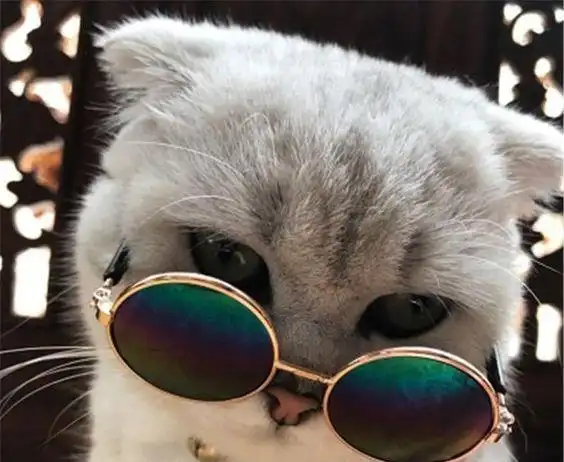 铲屎官可真会玩,给猫咪戴上炫酷的墨镜,喵星人c位出道吧!_网易订阅