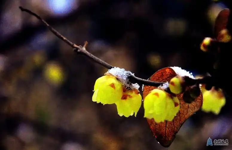 大雪压梅花梅花更娇美