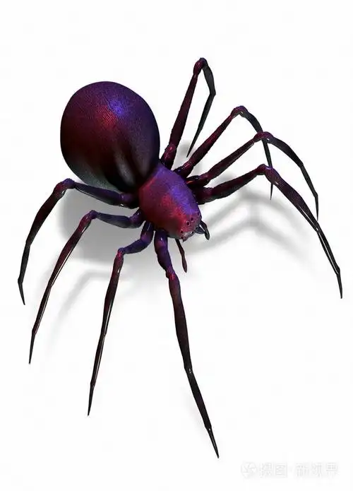 孤立在白纸上的黑寡妇蜘蛛
