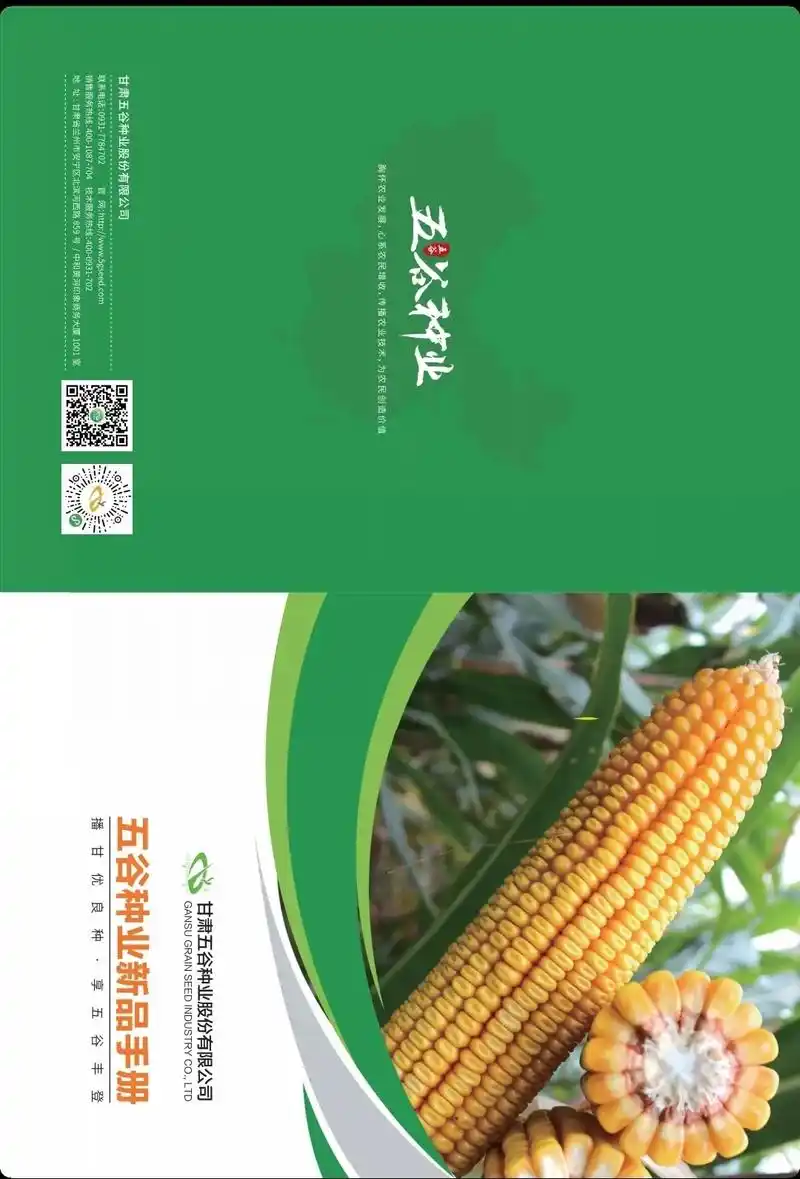 五谷种业#高产玉米种子 #黄淮海玉米种#矮杆大棒玉米种 - 抖音