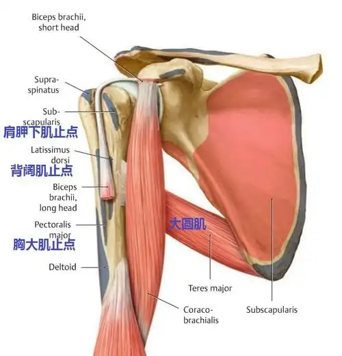 肩关节小圆肌,大圆肌,肱三头肌长头腱之间的解剖毗邻关系是怎么样的?