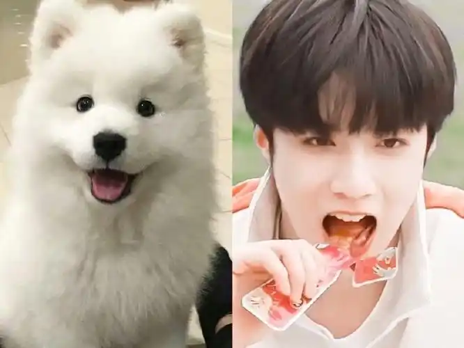 分享一下我的小狗他好可爱耀眼的你-刘耀文99:耀眼的你