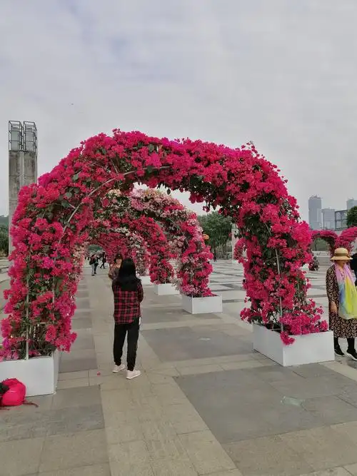 深圳市莲花山公园簕杜鹃花展(二)