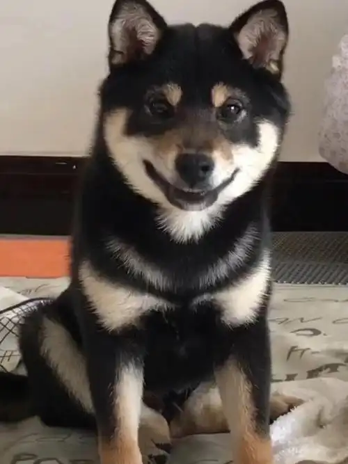 黑柴犬