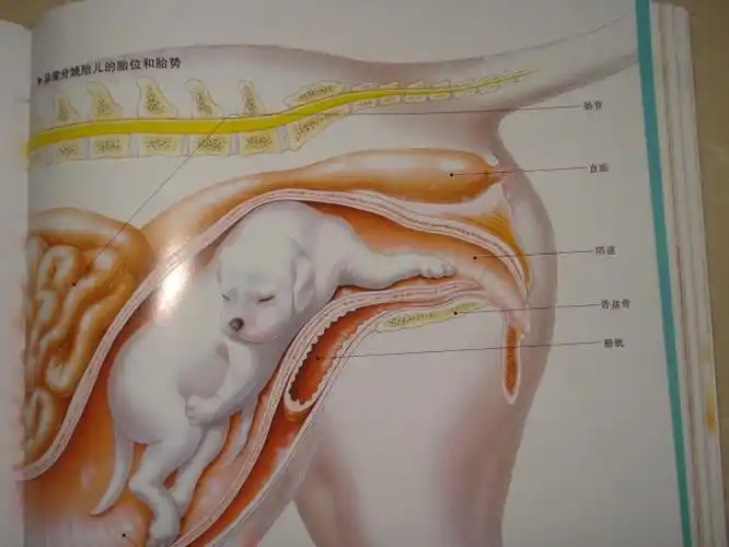 狗狗的怀孕,分娩!