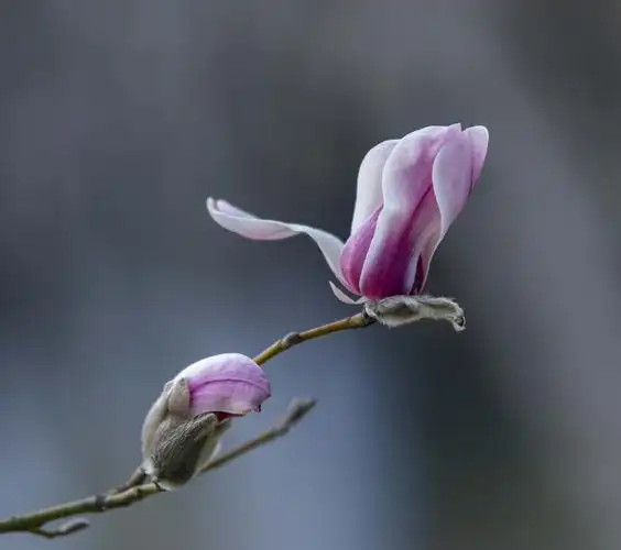 含苞待放的【玉兰花】……庚子年(春分)