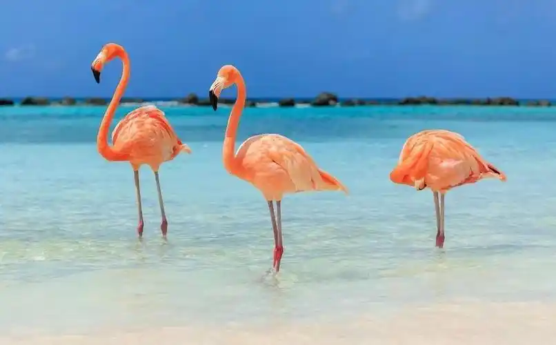 红遍全球的火烈鸟海岛承包你一整年的少女心中国护照有条件免签