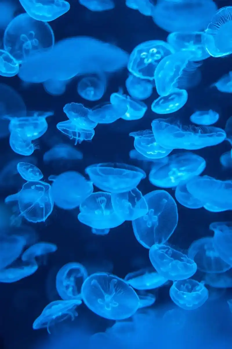 在杭州也能拍深海大片! 海洋馆攻略.深蓝色的海底世界总是很有 - 抖音