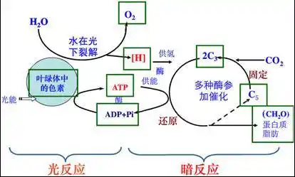 【分析】光合作用的过程图解