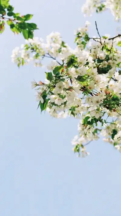 花小清新头像 - 堆糖,美图壁纸兴趣社区