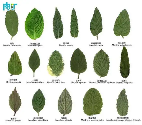 这个是什么薄荷!