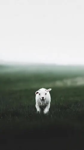 羊- 堆糖,美图壁纸兴趣社区