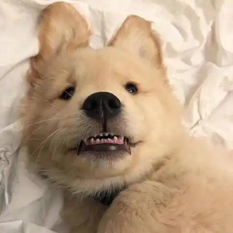 qq宠小狗头像图片大全可爱