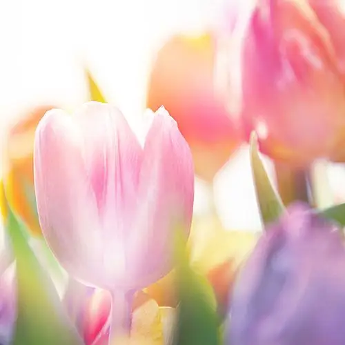 郁金香鲜花背景