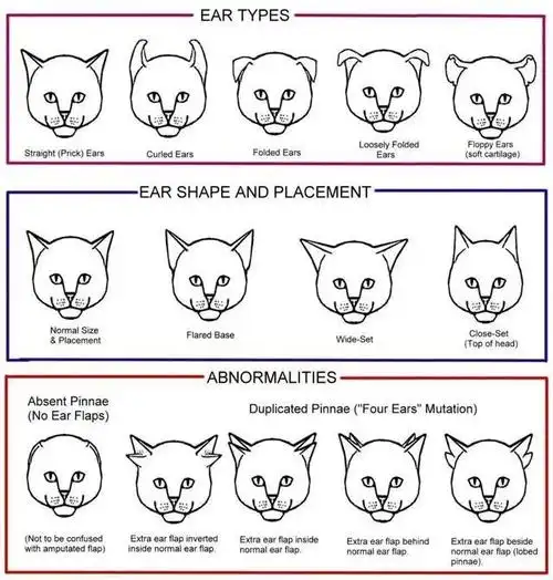 ▼ 其实猫耳朵无论形状还是生长,都有许多不同的样子. 猫耳类型图