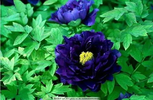 唯有牡丹真国色,花开时节动京城!