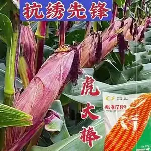兆和789高产紫杆紫叶玉米种子国审矮杆大穗抗病抗倒抗旱涝玉米种