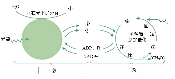 以下是光合作用过程的图解据图回答下列问题