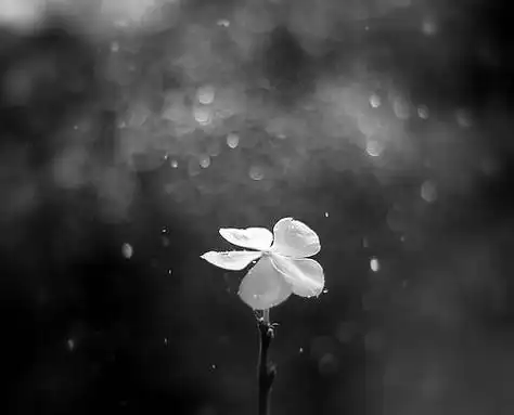 下雨的忧伤意境唯美图片