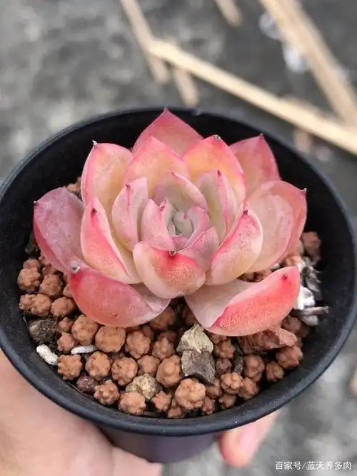 好养的多肉植物莎莎女王,很多人都喜欢,普货中受欢迎的多肉之一