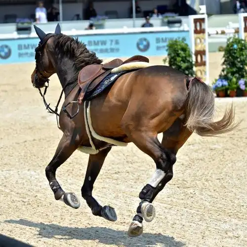 脱缰之马,赛场狂奔.