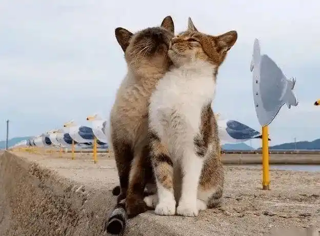 幽默:秀恩爱_历史_老公_老婆