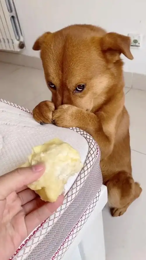 狗:这人有病吧,手拿着屎