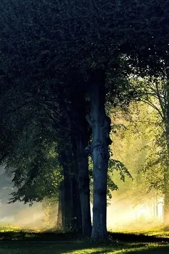 壁纸 森林,树木,早晨,阳光,雾,秋季 1920x1080 full hd 2k 高清壁纸